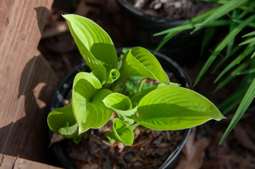 Plante verte en pot