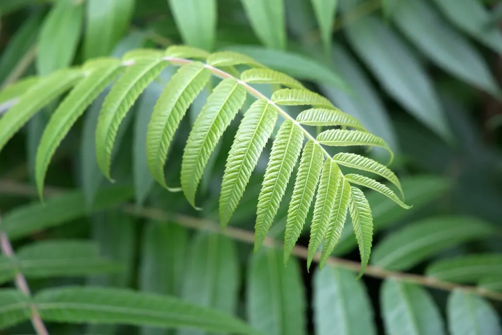 Feuilles de fougère